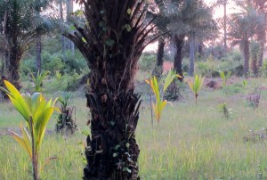 Newly planted coconut orchard a few months old.