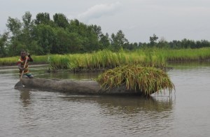 Bringing in the rice harvest in Bumpeh Chiefdom
