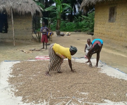 Veg - drying groundnuts