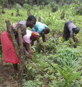 Veg - Groundnut harvesting3