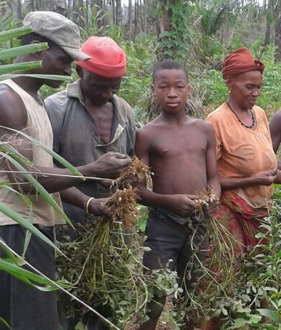 Veg - grountnut harvesting 2