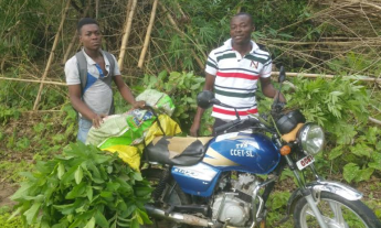 mikes-orchard-3-june-16-jpg-copy