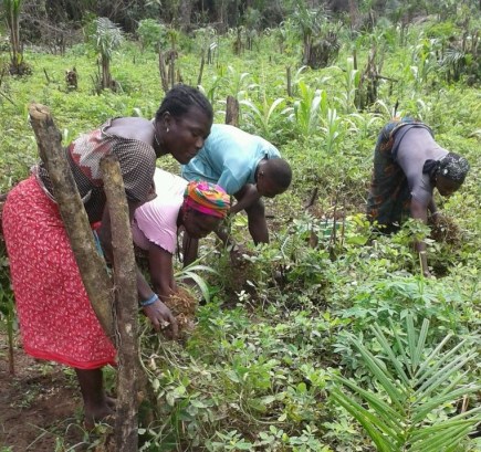 veg-groundnut-harvesting3