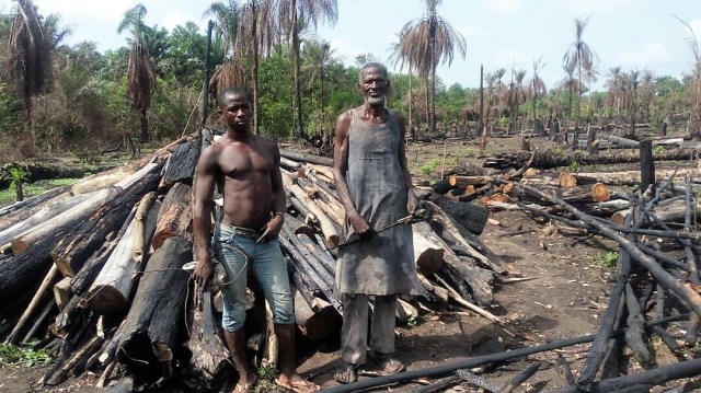 Roponga orchard making charcoal 5-11-17