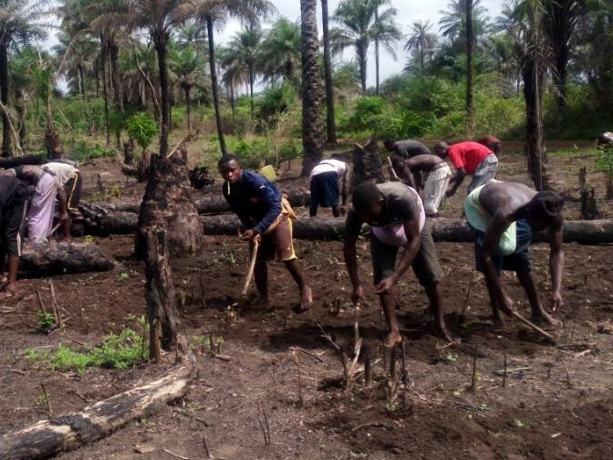 Roponga orchard planting groundnuts 5-11-17 7 (2)