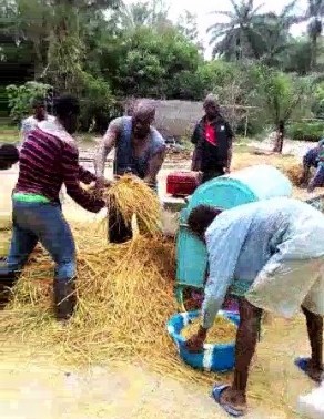 Rice threshing Oct '19_Moment(8)